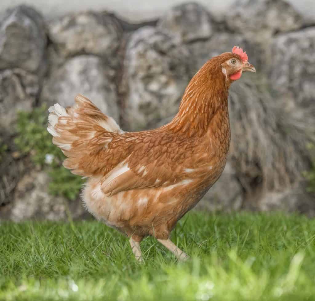 Bovans - Geflügel Lapperger