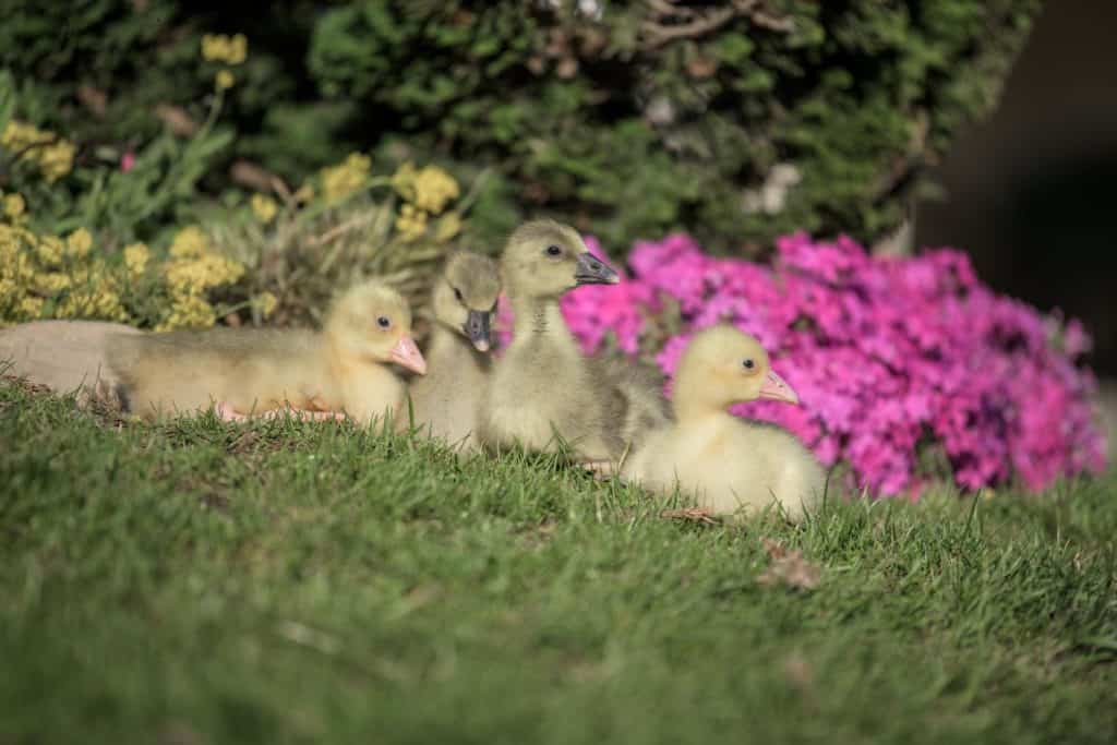 Deutsche weiße Landgans-Geflügel Lapperger