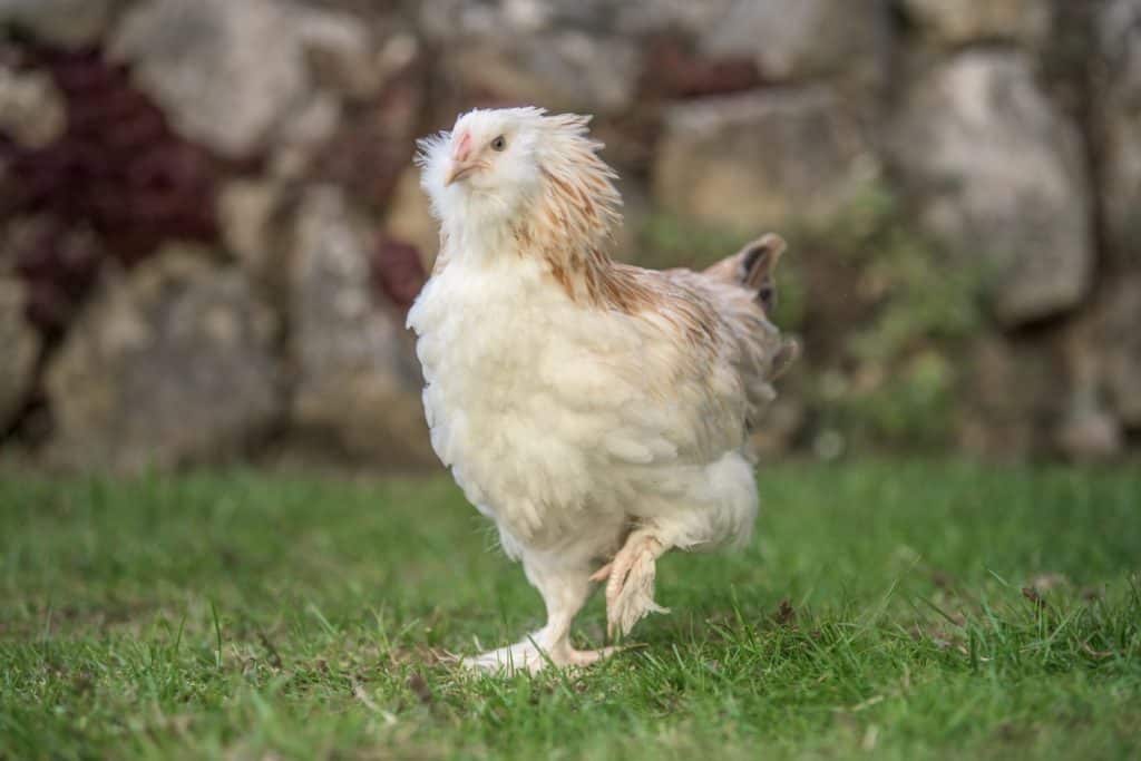 Deutsches Lachshuhn-Geflügel Lapperger