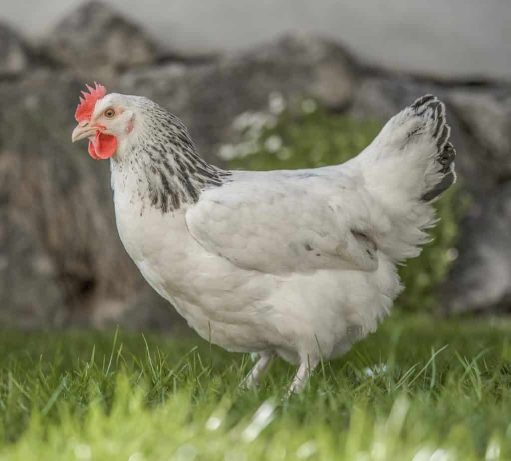 Sussex - Geflügel Lapperger