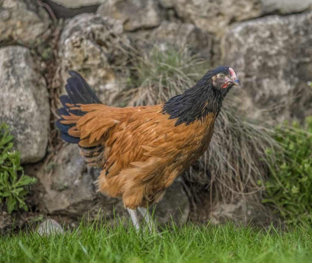 Vorwerk - Geflügel Lapperger