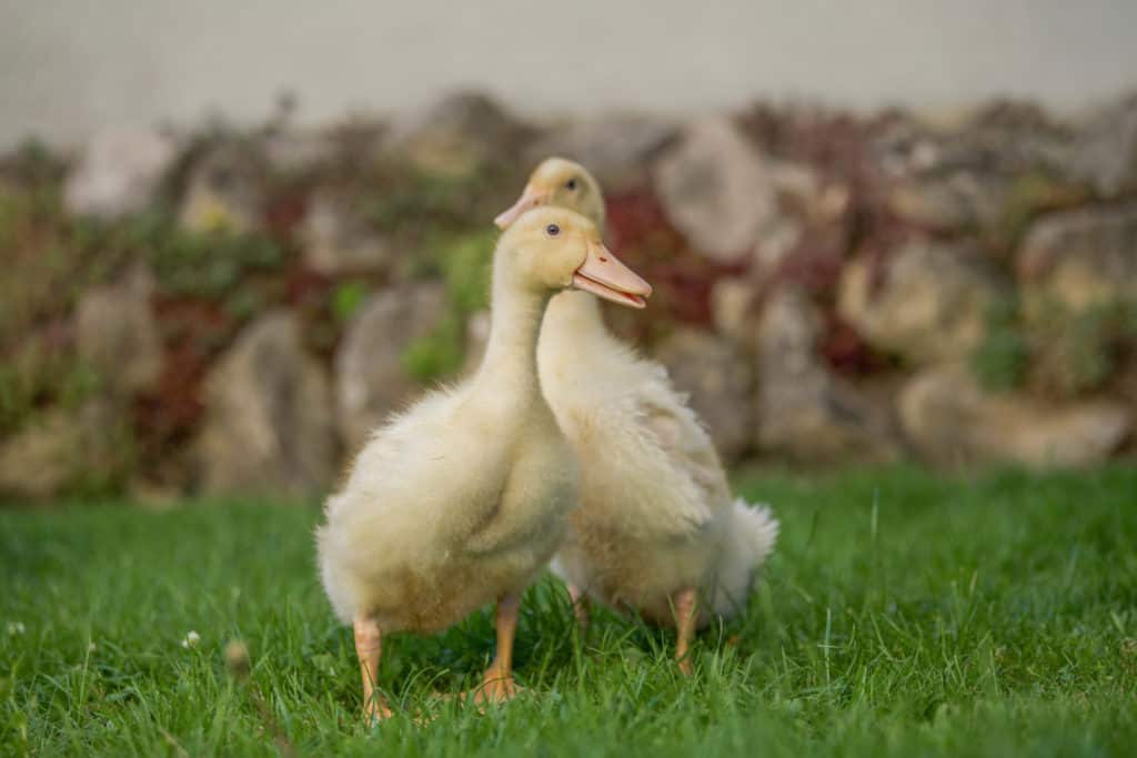Pekinente/Dänenente/Sherry-Valley-Geflügel Lapperger