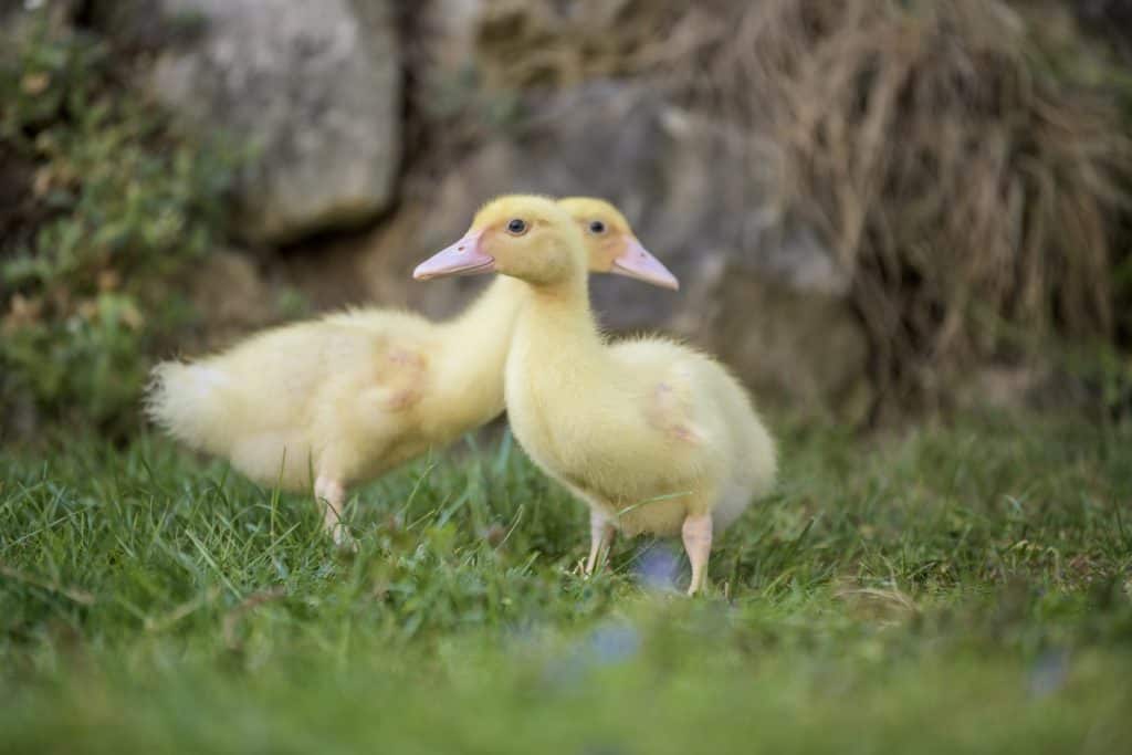 Flugente/Warzenente/Stummente-Geflügel Lapperger