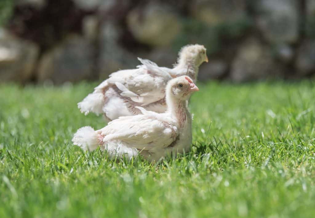 Masthähnchen-Geflügel Lapperger