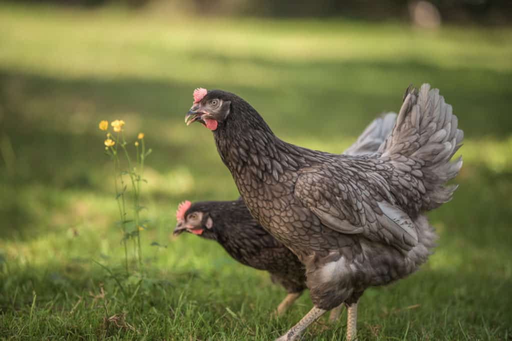 Silberblaue Königsberger - Geflügel Lapperger