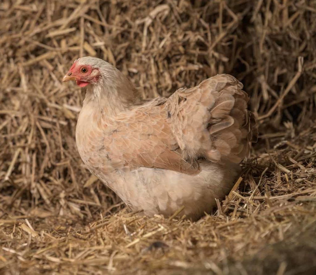 Zwerghühner 23 Zwerg-Wyandotte lachsfarbig-Geflügel Lapperger