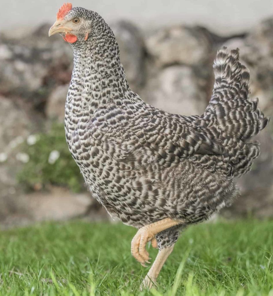 Blausperber - Geflügel Lapperger