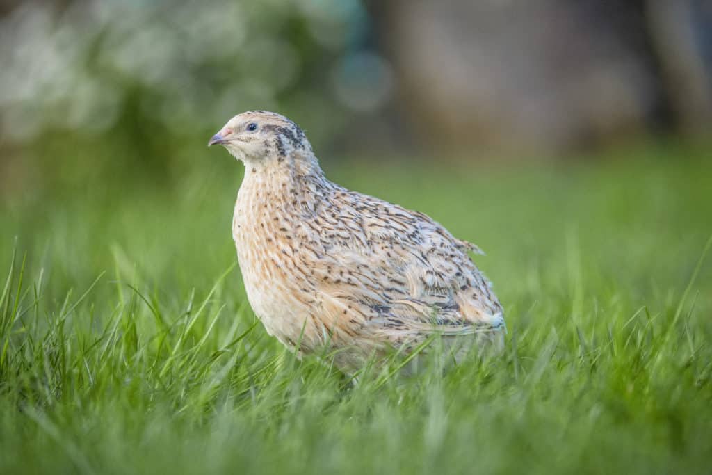 Wachtel - Geflügel Lapperger