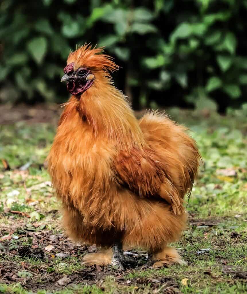 Zwerghühner 33 Seidenhuhn braun-Geflügel Lapperger