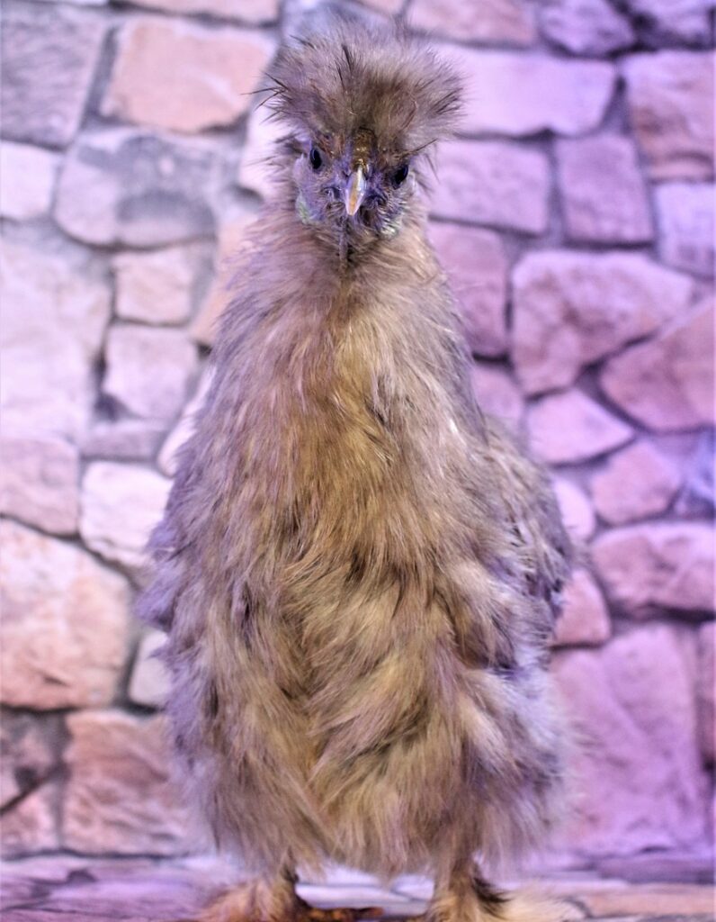 Zwerghühner 32 Seidenhuhn grau-Geflügel Lapperger